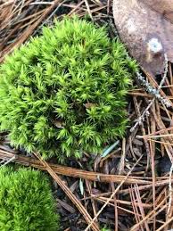 Attēlu rezultāti vaicājumam “| Dicranum”