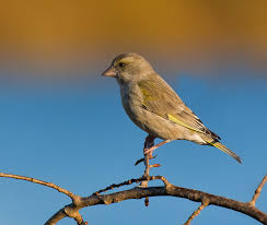 Attēlu rezultāti vaicājumam “Chloris chloris female”