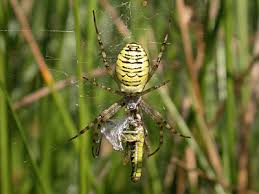 Attēlu rezultāti vaicājumam “Argiope bruennichi”
