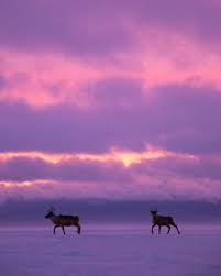 Image result for bilder