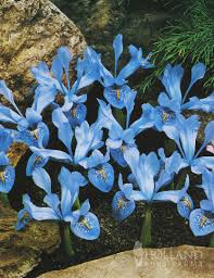 Attēlu rezultāti vaicājumam “Iris reticulata”