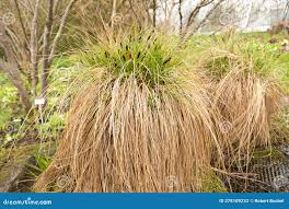 Attēlu rezultāti vaicājumam “Carex appropinquata leaf”