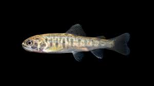 Image result for Salmo trutta