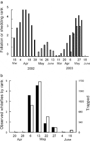 Attēlu rezultāti vaicājumam “Aleurochiton aceris nymph”
