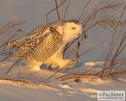 Image result for Bubo scandiacus