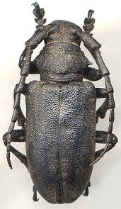 Attēlu rezultāti vaicājumam “Lamia textor”