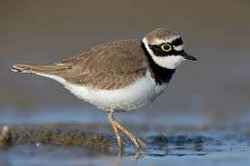 Attēlu rezultāti vaicājumam “Charadrius dubius”