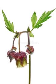 Attēlu rezultāti vaicājumam “Geum rivale fruit”