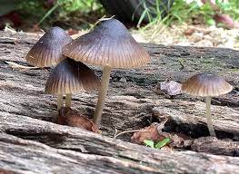 Attēlu rezultāti vaicājumam “Mycena stipata”