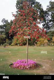 Attēlu rezultāti vaicājumam “Sorbus hybrida”