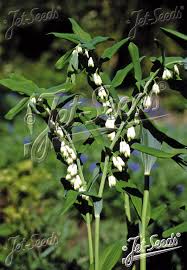 Attēlu rezultāti vaicājumam “Polygonatum multiflorum  fruit”