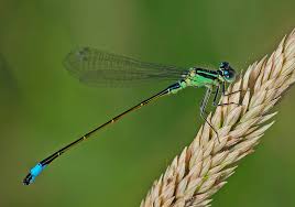 Attēlu rezultāti vaicājumam “Ischnura elegans”