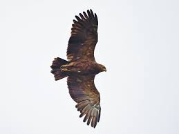 Attēlu rezultāti vaicājumam “Aquila pomarina”