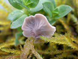 Attēlu rezultāti vaicājumam “Arrhenia retiruga”