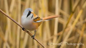 Attēlu rezultāti vaicājumam “Panurus biarmicus male”