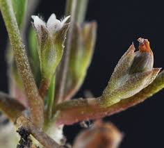 Attēlu rezultāti vaicājumam “Limosella aquatica flower”