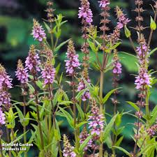 Attēlu rezultāti vaicājumam “Stachys palustris flower”