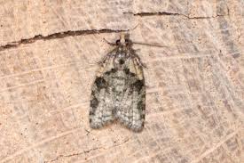 Attēlu rezultāti vaicājumam “Capua vulgana”