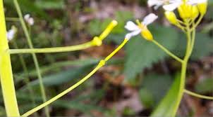 Attēlu rezultāti vaicājumam “Cardaminopsis arenosa leaf”