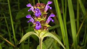 Attēlu rezultāti vaicājumam “Prunella vulgaris”