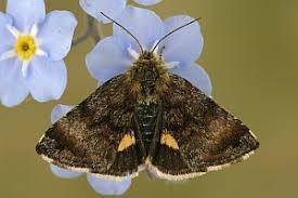 Attēlu rezultāti vaicājumam “Panemeria tenebrata”