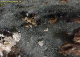 Attēlu rezultāti vaicājumam “Byssocorticium atrovirens”