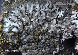 Attēlu rezultāti vaicājumam “Phaeophyscia orbicularis”