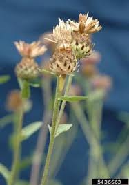 Attēlu rezultāti vaicājumam “Centaurea jacea bud”