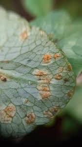 Attēlu rezultāti vaicājumam “Uromyces dactylidis”