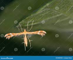 Attēlu rezultāti vaicājumam “Platyptilia gonodactyla”