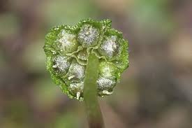 Attēlu rezultāti vaicājumam “Preissia quadrata”