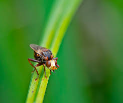 Attēlu rezultāti vaicājumam “Sicus ferrugineus”