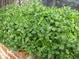 Attēlu rezultāti vaicājumam “Urtica urens”