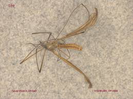 Attēlu rezultāti vaicājumam “Tipulidae”