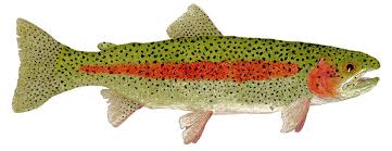 Image result for Oncorhynchus mykiss