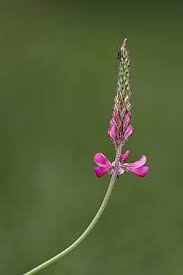 Image result for Onobrychis viciifolia