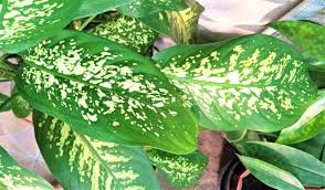 Image result for Leaves Green Bowmen