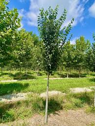 Attēlu rezultāti vaicājumam “Carpinus caroliniana”