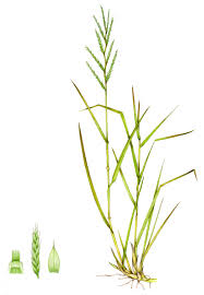 Attēlu rezultāti vaicājumam “Brachypodium pinnatum”