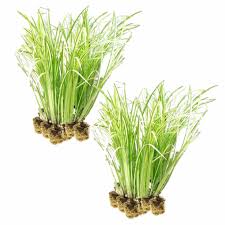 Image result for Acorus calamus