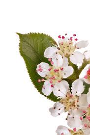 Attēlu rezultāti vaicājumam “Aronia melanocarpa bud”