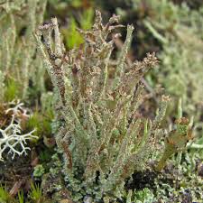 Attēlu rezultāti vaicājumam “Cladonia squamosa”
