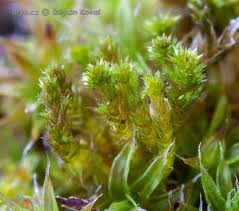 Attēlu rezultāti vaicājumam “Platygyrium repens”