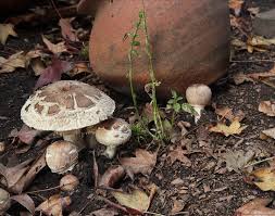 Attēlu rezultāti vaicājumam “Macrolepiota rhacodes”