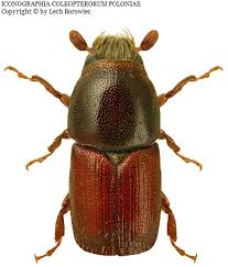 Attēlu rezultāti vaicājumam “Scolytus scolytus, Scolytus multistriatus”