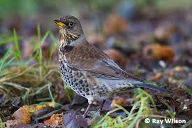 Attēlu rezultāti vaicājumam “Turdus pilaris”