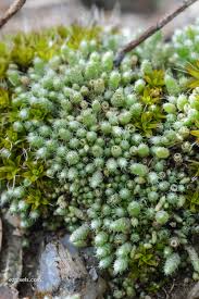 Attēlu rezultāti vaicājumam “Bryum argenteum”