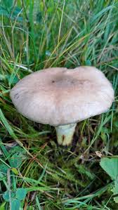 Attēlu rezultāti vaicājumam “Gomphidius glutinosus”