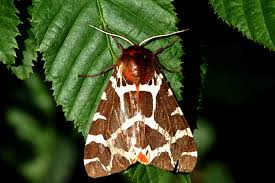 Attēlu rezultāti vaicājumam “Arctia caja”