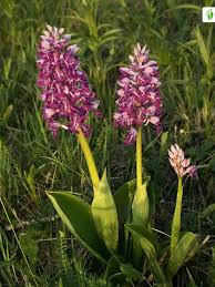 Attēlu rezultāti vaicājumam “Orchis militaris leaf”